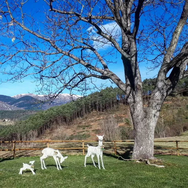 Tot sovint veiem un cabirol rondar pel Guitart, avui però ens ha vingut a veure una família sencera!!!

#ripoll #turismerural #turismecatalunya
@turismeripoll @ripollesturisme @visitpirineus @catalunyaexperience